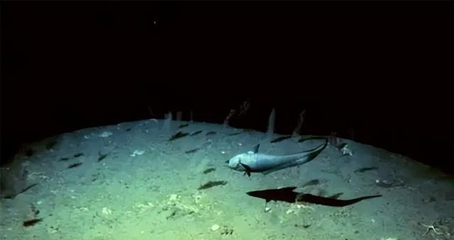 马里亚纳海沟:海底起伏巨大,被称为"挑战者深渊"