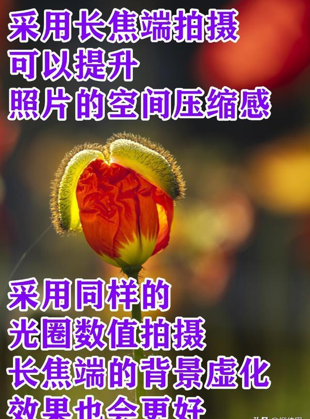 花怎么拍摄影教程，技巧大全