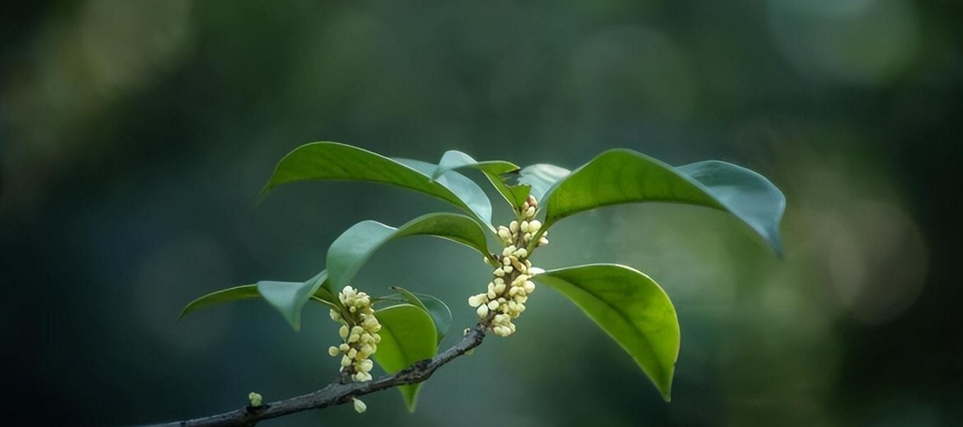 八月桂花树值钱吗图片