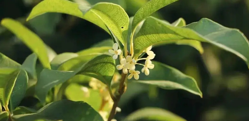 八月桂花树能长多高图片