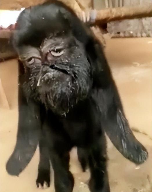 印度山羊生下"人脸羊",是不祥的预兆,还是人类种下的果?