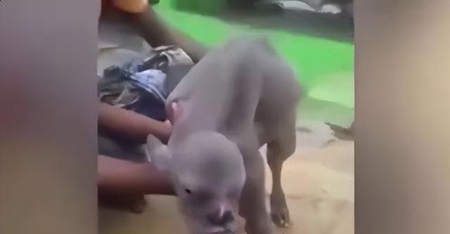 印度山羊生下"人脸羊",是不祥的预兆,还是人类种下的果?