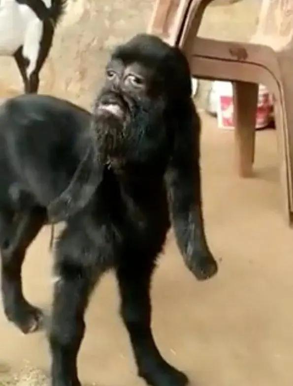 印度山羊生下"人脸羊",是不祥的预兆,还是人类种下的果?