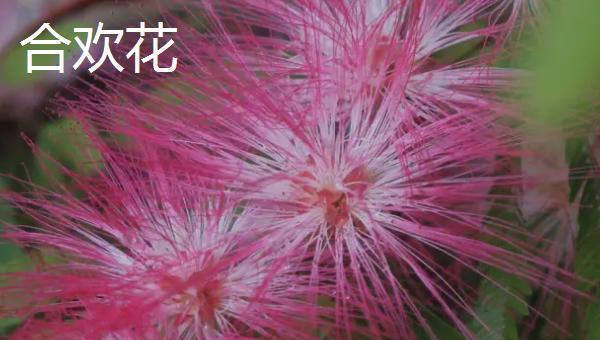 合欢花与含羞草如何区分?合欢花是乔木,含羞草是草本植物