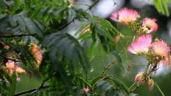 合欢花与含羞草如何区分?合欢花是乔木,含羞草是草本植物