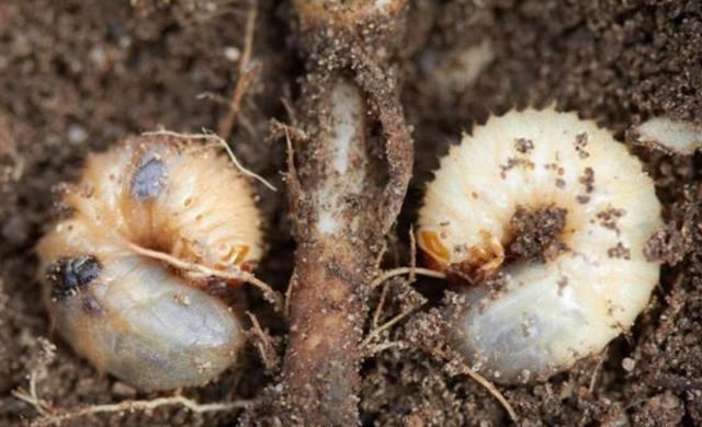 小地老虎的防治方法,附其危害特征!