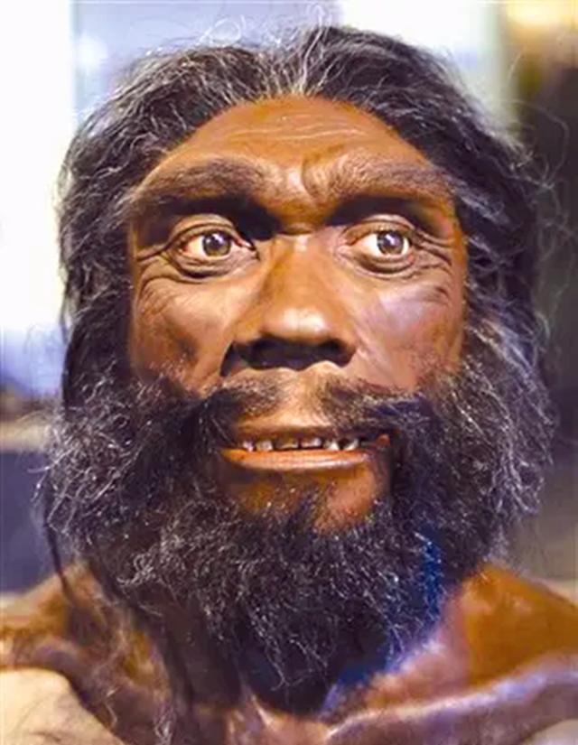 直立人在30万年前已灭绝?来自非洲的一支智人才是现代人的共祖?