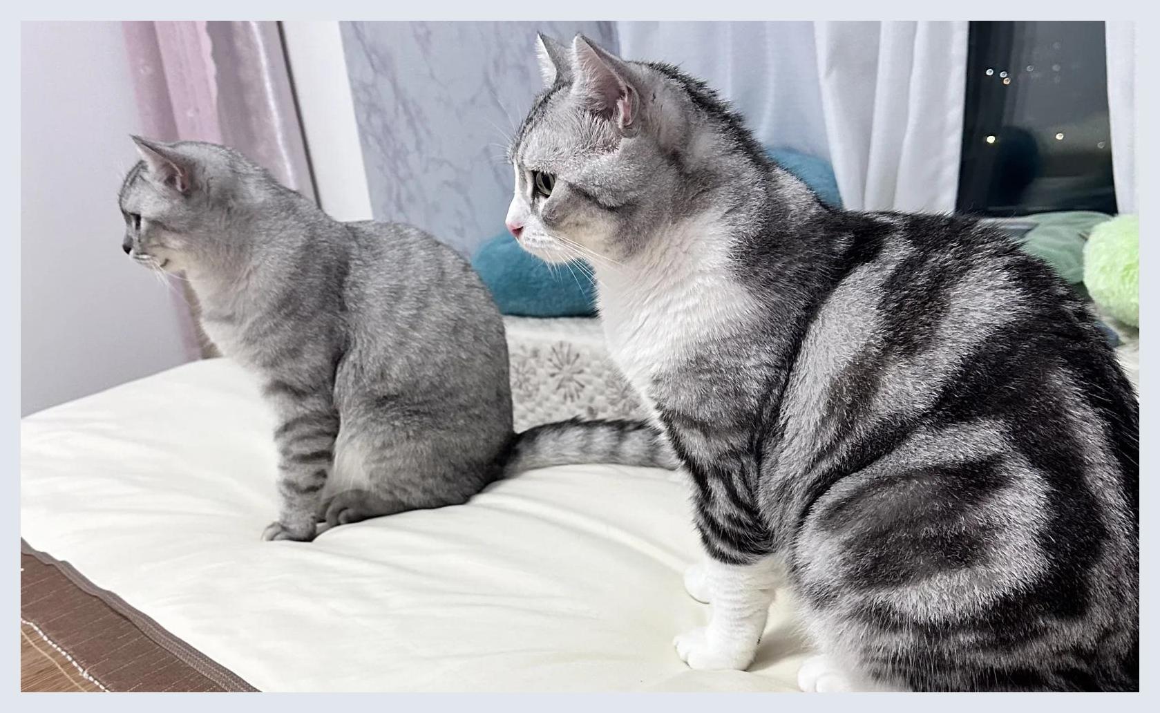 英短猫和美短猫的区别,你喜欢哪一种,能分得清吗?