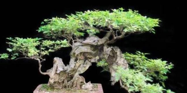 "黄荆条下出好人",这种古老的说法有何来历