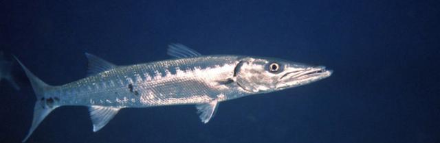 怎么做梭鱼更美味?海鱼饮食注意事项