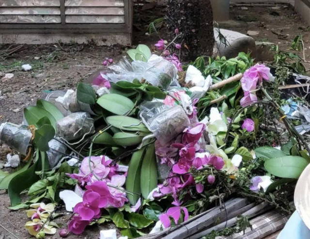 备受推崇的"蝴蝶兰",为何难逃"被丢弃"的命运?猫腻在这里