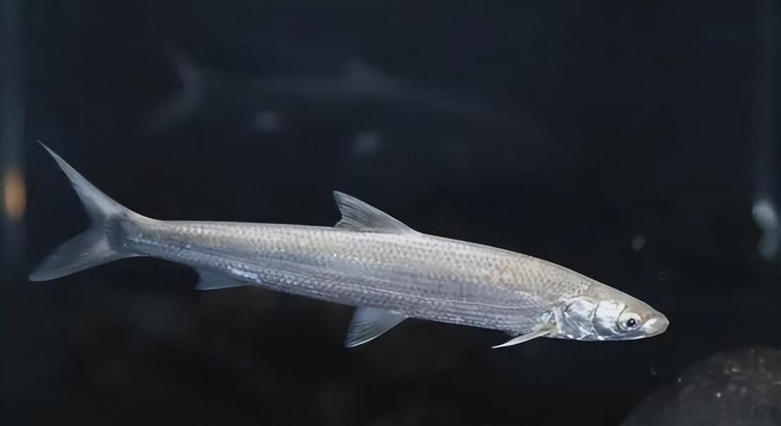 珍稀鱼类"长江三剑客"