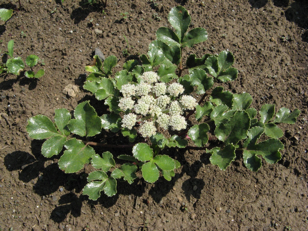 每天认识一味本草