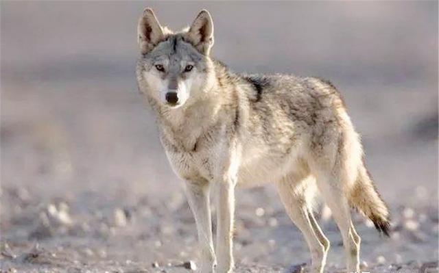 公狼带着狼群打伏击,叼走4只羊4只獒犬,老兽医:再送给它一只羊