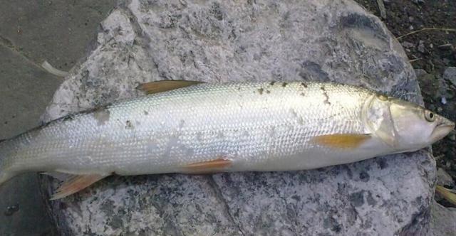 长江鳡鱼泛滥成灾,十斤大草鱼躲进浅滩,网友:该除害了!