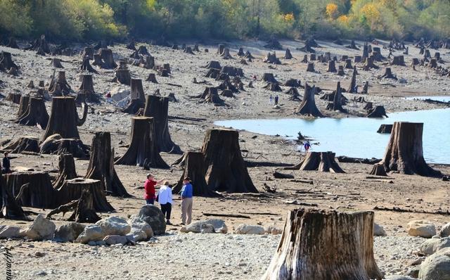 树桩房子:19世纪美国定居者的独特住宅