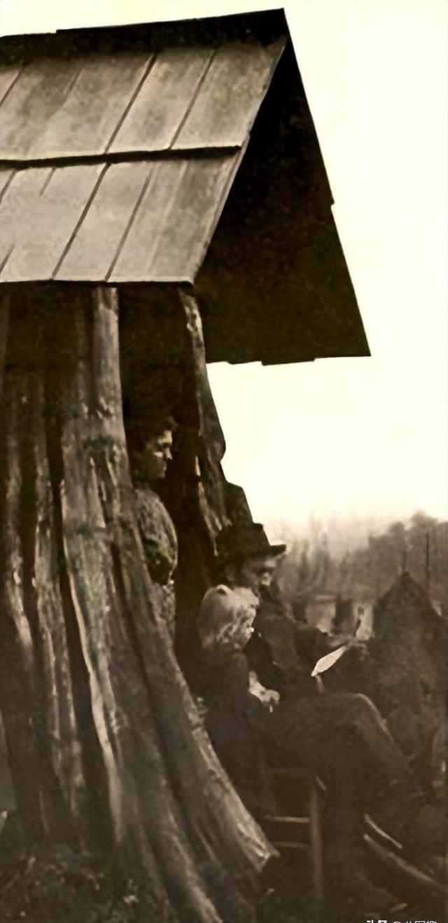 树桩房子:19世纪美国定居者的独特住宅