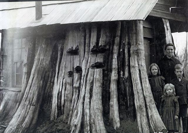 树桩房子:19世纪美国定居者的独特住宅