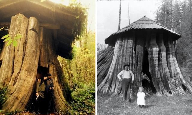 树桩房子:19世纪美国定居者的独特住宅