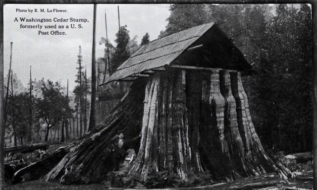 树桩房子:19世纪美国定居者的独特住宅