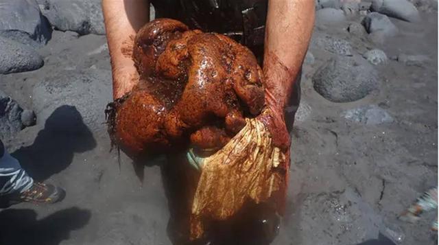 在海滩散步都能天降横财?假如捡到"黄金粪便",真能一夜暴富!