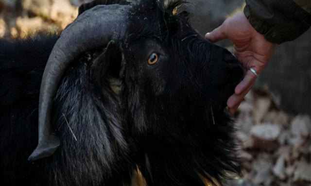 多次出现!印度独有的"人脸山羊",长相诡异活不长,怎么来的?