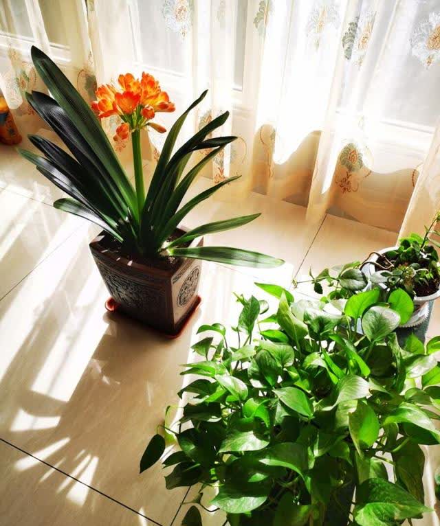 7种小废物,养花一级棒,土里加一点,肥得流油,透气不烂根