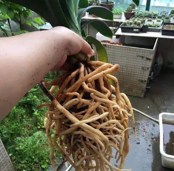 7种小废物,养花一级棒,土里加一点,肥得流油,透气不烂根