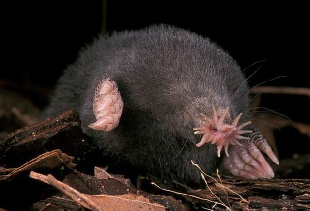 这也能叫鼹鼠?鼻子会开花,没有眼睛像条香肠,背上长刺还会下蛋