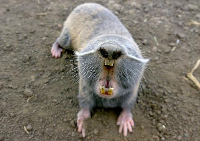 这也能叫鼹鼠?鼻子会开花,没有眼睛像条香肠,背上长刺还会下蛋