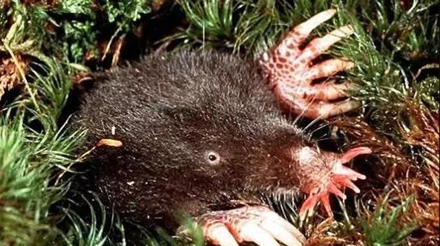 这也能叫鼹鼠?鼻子会开花,没有眼睛像条香肠,背上长刺还会下蛋