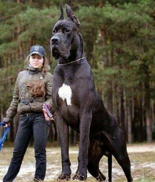 世界上最大的10只狗,藏獒排不进前3,第1名被誉为犬中皇帝