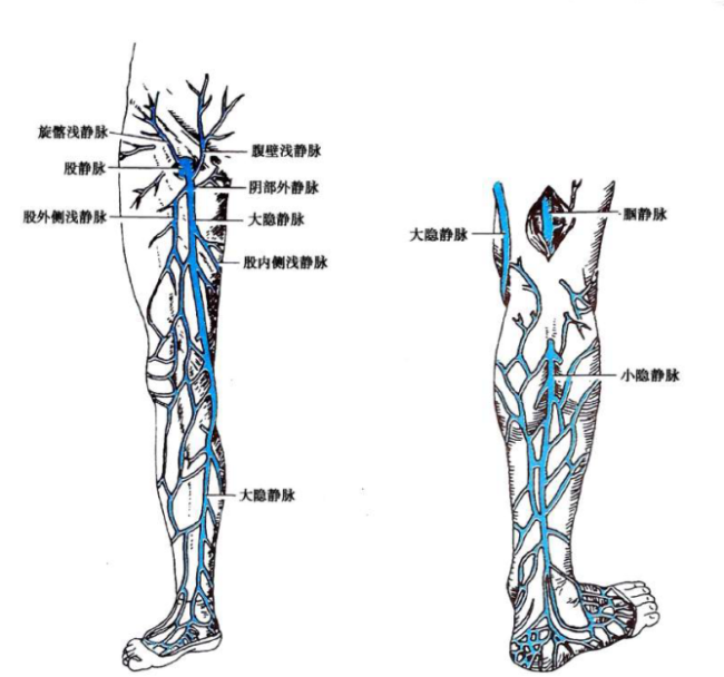 下肢血管分支及解剖图片