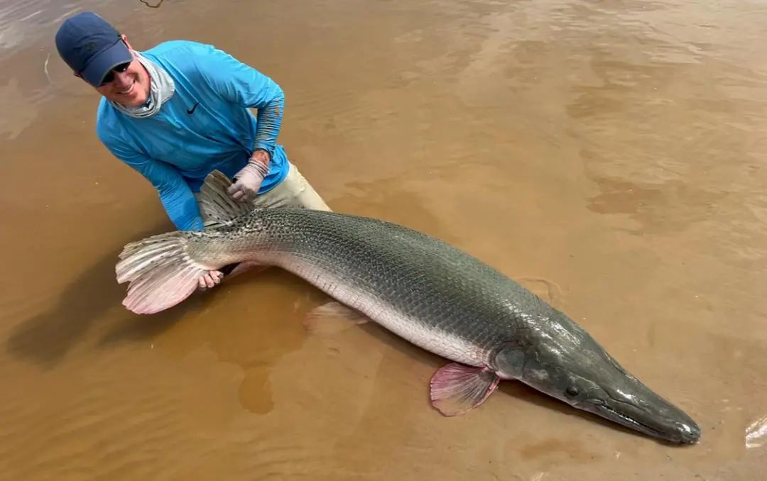长江鳡鱼重达200斤不建议捕捞,却不放过一条鳄雀鳝,这是为啥?