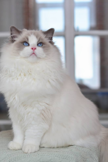 布偶猫的特点和性格