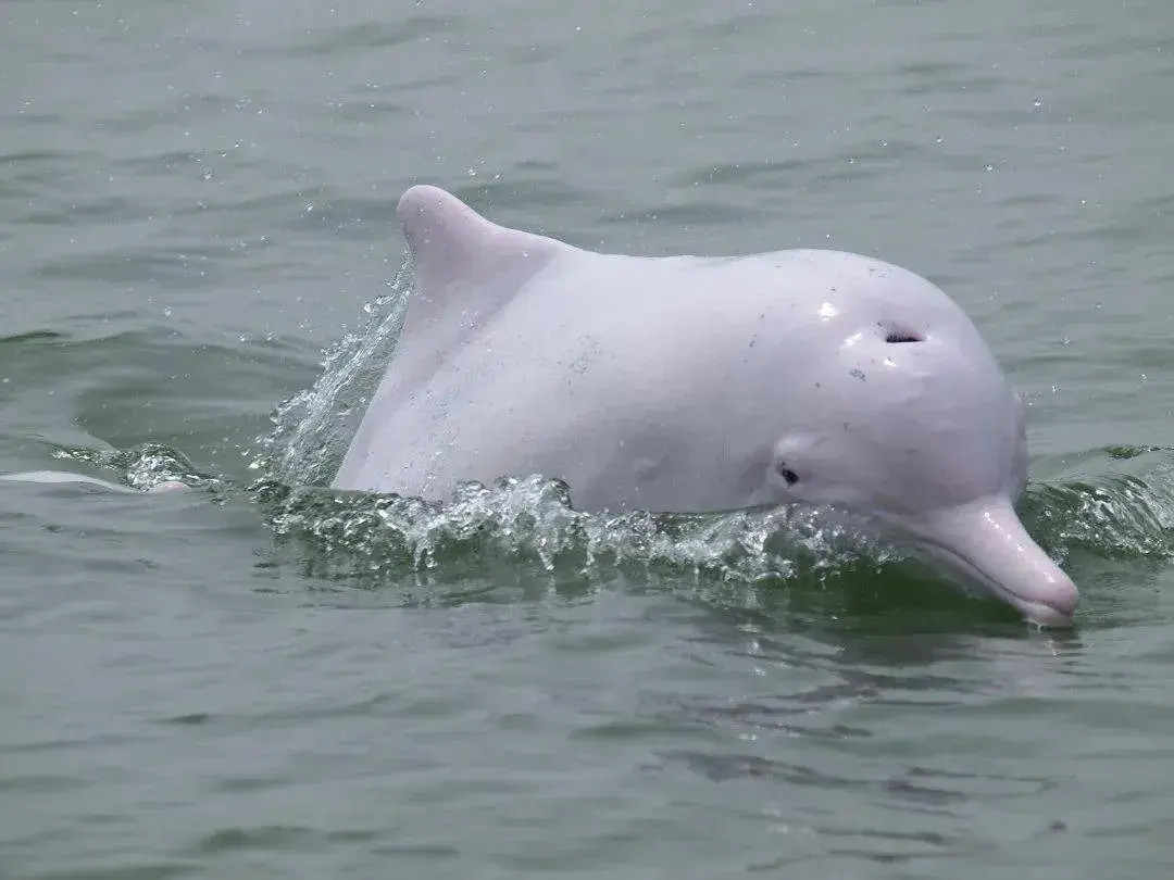 长江鱼群数量暴增,江豚现回涨趋势,疑似消失的白鳍豚也能回归?