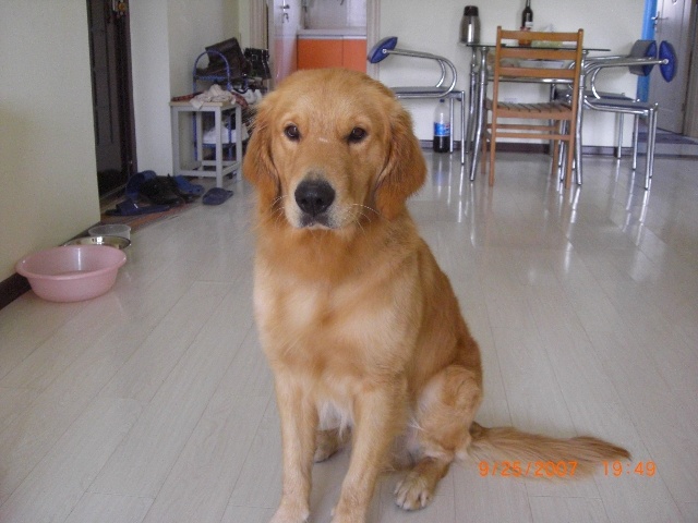 金毛犬有短毛的吗