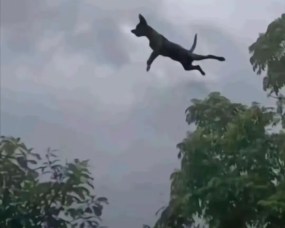 台风登陆魔都:狗飞天,大风送财,竟有人选今日结缘?