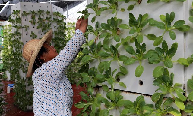 汉中1小哥不用土和水"空气种菜"收入翻6倍,叶菜1年10茬,省心