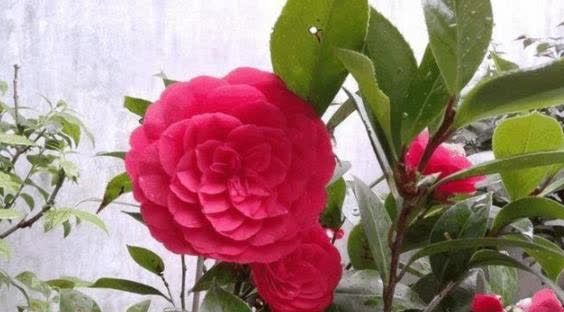 山茶花几年可以开花