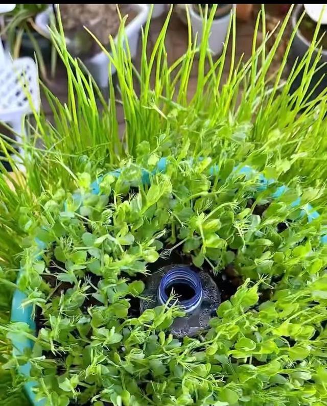 上海90后夫妻,1个垃圾筐1个矿泉水瓶立体栽香葱,实现蔬菜自由