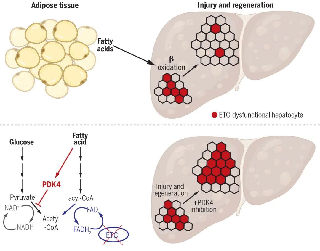 Pdk4 Function Science:抑制PDK4激酶可逆转衰老,促进肝再生