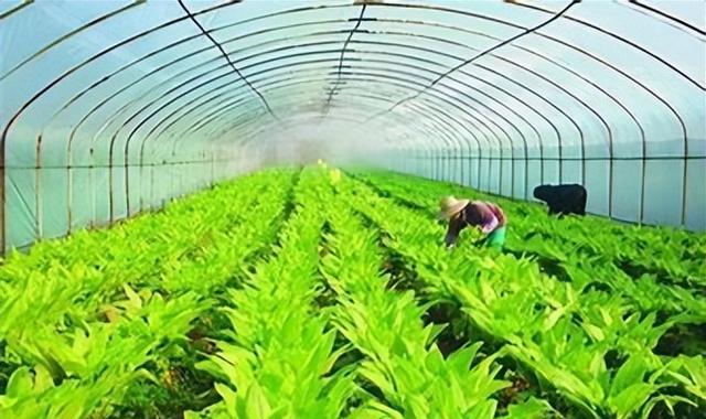 科技种植：温室大棚建设引领现代农业