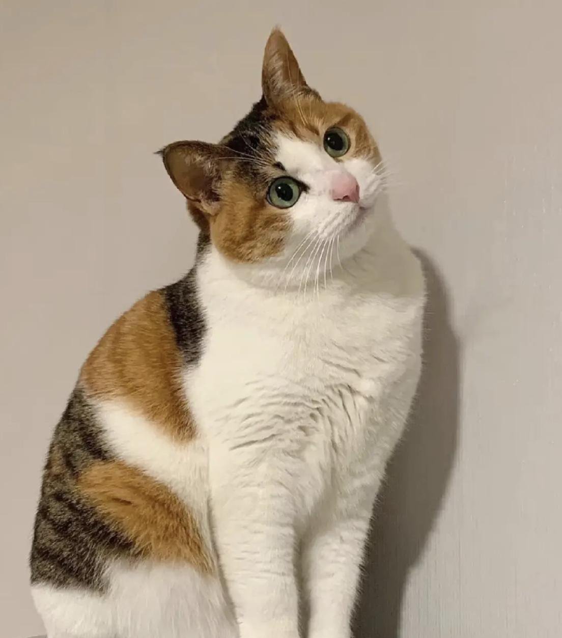 最适合女生养的猫咪,居然是"三花"!这6大优点真的太心动了