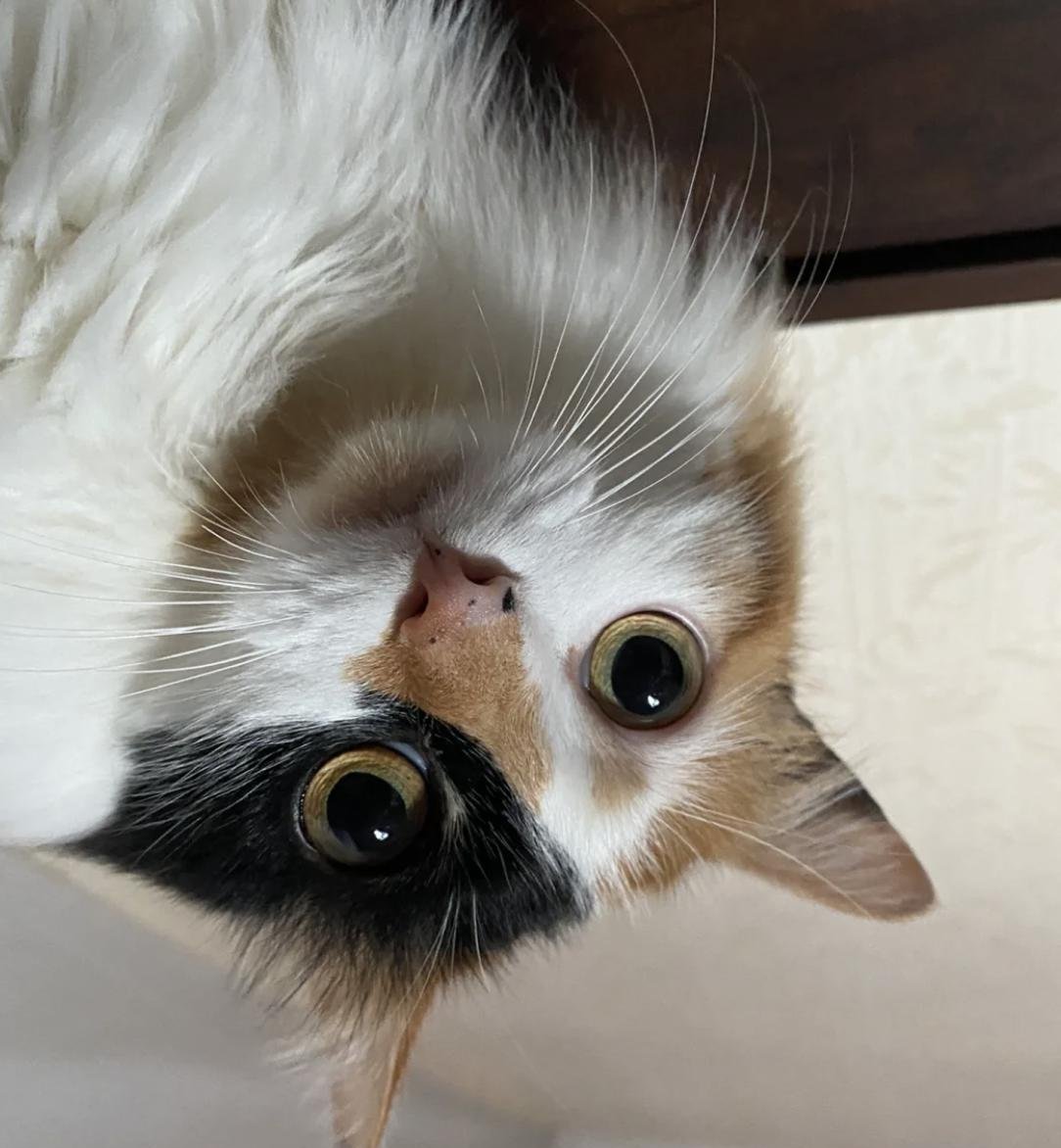 最适合女生养的猫咪,居然是"三花"!这6大优点真的太心动了
