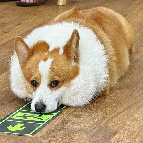 柯基太瘦了?别担心,用这5招让它"胖"起来!