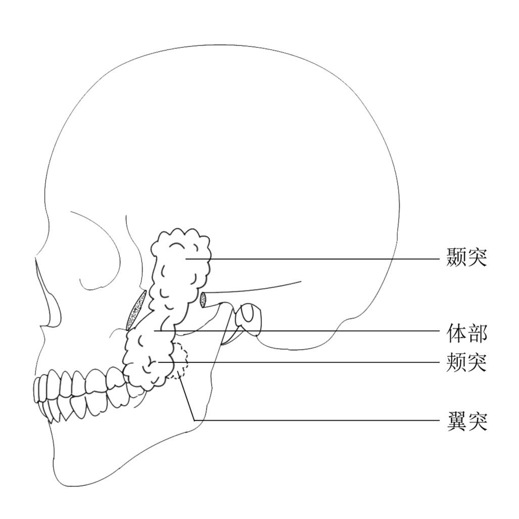 正常颊系带的位置图片图片