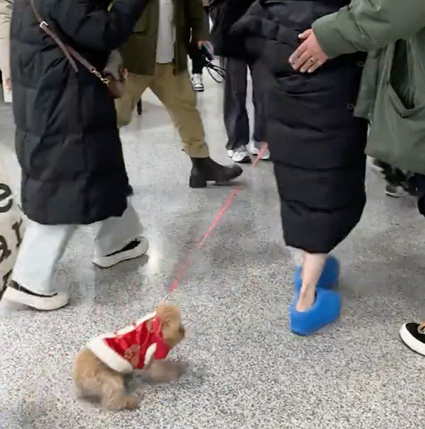 希林娜依高公共场合拖行小狗!网友担心小狗被踩到,情况不乐观