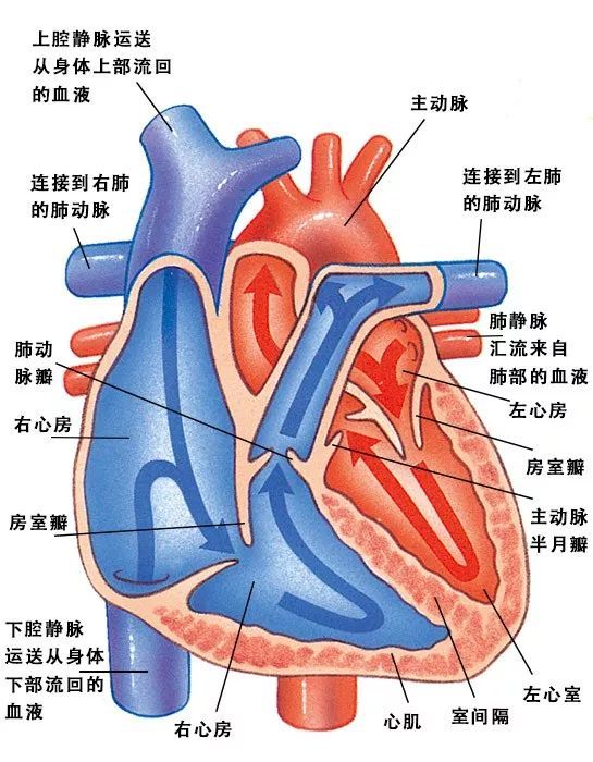 心脏瓣膜及血流示意图图片