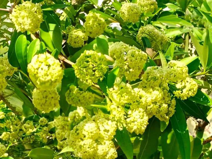年年都被骂上热搜的"臭树",满树繁花似绣球,气味上头至头晕